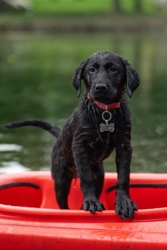mokry pies na kajaku jest zadowolony ze spływu