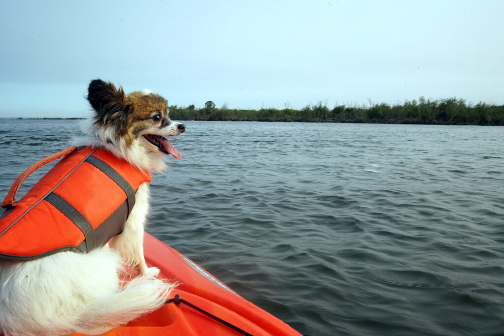 Kamizelka asekuracyjna dla psa to jeden z najważniejszych elementów zapewniających bezpieczeństwo pupila na spływie