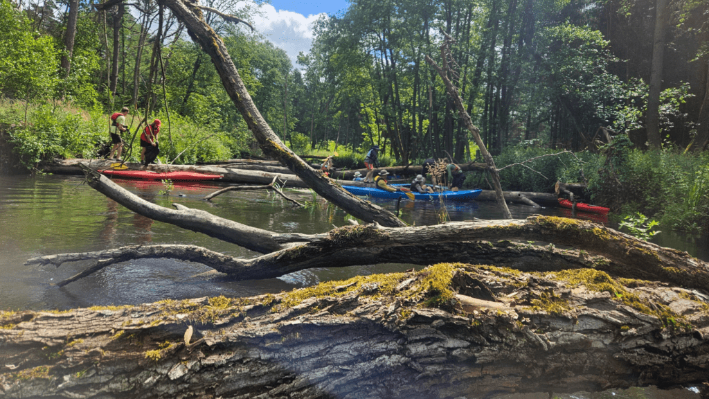 zwalone drzewa na rzece